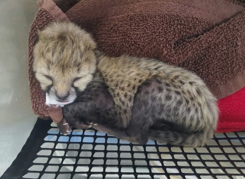 Illustration for article titled ZOMG BABY CHEETAH!!!